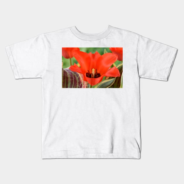 Tulipa  &#39;Fire of Love&#39;   Greigii Group  Tulip Kids T-Shirt by chrisburrows